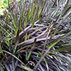 Ophiopogon Black Dragon Grass