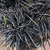 Ophiopogon Black Dragon Grass