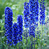 Delphinium Blue Bird
