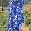 Delphinium Blue Bird