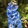 Delphinium Blue Bird
