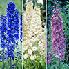 Delphinium Collection
