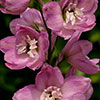 Delphinium Collection