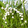 Lily of the Valley, Convallaria majalis Perennial Plant in 9cm Pot