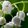 Lily of the Valley, Convallaria majalis Perennial Plant in 9cm Pot