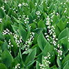 Lily of the Valley, Convallaria majalis Perennial Plant in 9cm Pot