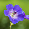 Geranium Rozanne Geranium Rozanne