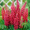 Lupin Gallery Red