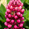 Lupin Gallery Red