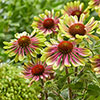 Echinacea Green Twister Echinacea Green Twister
