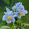 Meconopsis Himalayan Blue Poppy