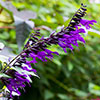 Salvia Amistad