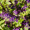 Salvia Amistad