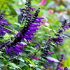 Salvia Amistad
