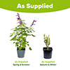 Salvia Amistad