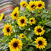 Patio Sunflower Sunbelievable