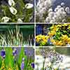 Pond Plant Collection Pond Plant Collection