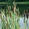 Pond Plant Collection Pond Plant Collection
