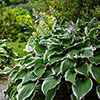 Hosta Patriot