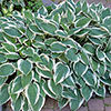 Hosta Patriot