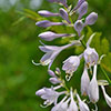 Hosta Patriot