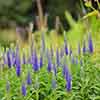 Veronica spicata Ulster Blue Dwarf