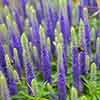Veronica spicata Ulster Blue Dwarf