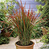 Imperata Red Baron - Blood Grass