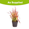 Imperata Red Baron - Blood Grass