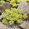 Sedum takesimense Atlantis Stonecrop Sedum takesimense Atlantis Stonecrop