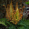 Colourful Dryopteris Jurassic Gold