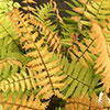 Colourful Dryopteris Jurassic Gold