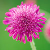 Knautia macedonica Melton Pastels
