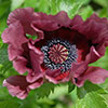 Oriental Poppy Papaver Orientale Pattys Plum Oriental Poppy Papaver Orientale Pattys Plum