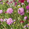 Knautia macedonica (Melton Pastels) 9cm x 3 Knautia macedonica (Melton Pastels) 9cm x 3