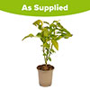 Salvia Amistad