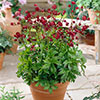 Astrantia Claret
