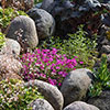 Alpine Plant Lucky Dip Collection