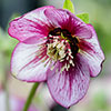 Hellebore Double White Picotee Hellebore Double White Picotee
