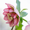 Hellebore Double Waterlily Hellebore Double Waterlily