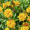 Coreopsis Early Sunrise