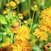 Coreopsis Early Sunrise