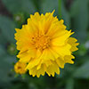 Coreopsis Early Sunrise
