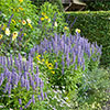 Agastache Blue Fortune