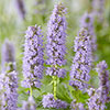 Agastache Blue Fortune