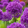 Allium Purple Sensation Allium Purple Sensation