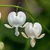 Dicentra spectabilis Alba