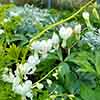 Dicentra spectabilis Alba