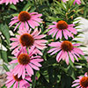 Echinacea purpurea Magnus