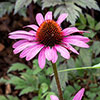 Echinacea purpurea Magnus